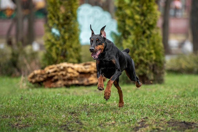 À quoi faut-il faire attention lorsqu'on élève un Doberman ? 9
