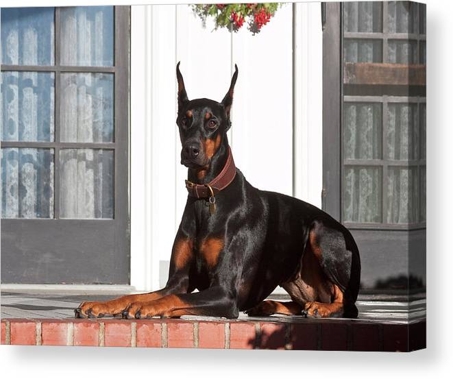 À quoi faut-il faire attention lorsqu'on élève un Doberman ? 6