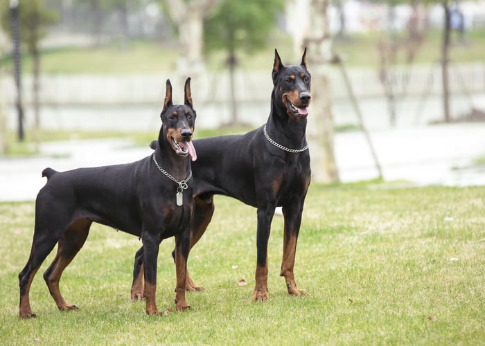 À quoi faut-il faire attention lorsqu'on élève un Doberman ? 4
