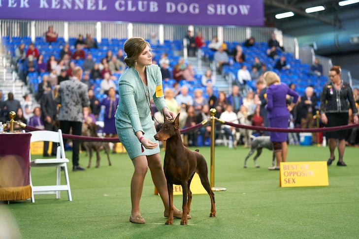 À quoi faut-il faire attention lorsqu'on élève un Doberman ? 8