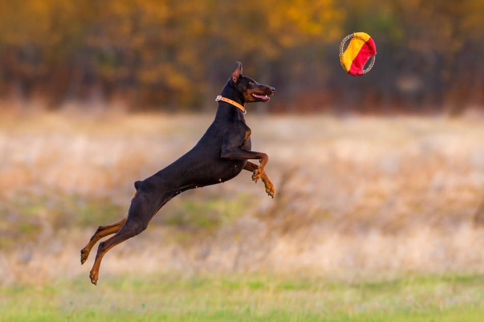 À quoi faut-il faire attention lorsqu'on élève un Doberman ? 16