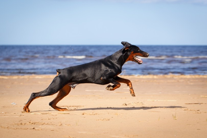 À quoi faut-il faire attention lorsqu'on élève un Doberman ? 3