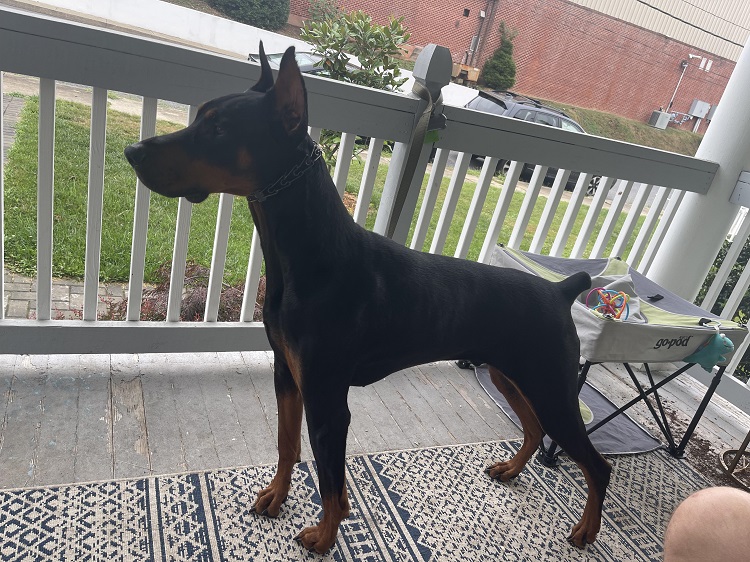 À quoi faut-il faire attention lorsqu'on élève un Doberman ? 12