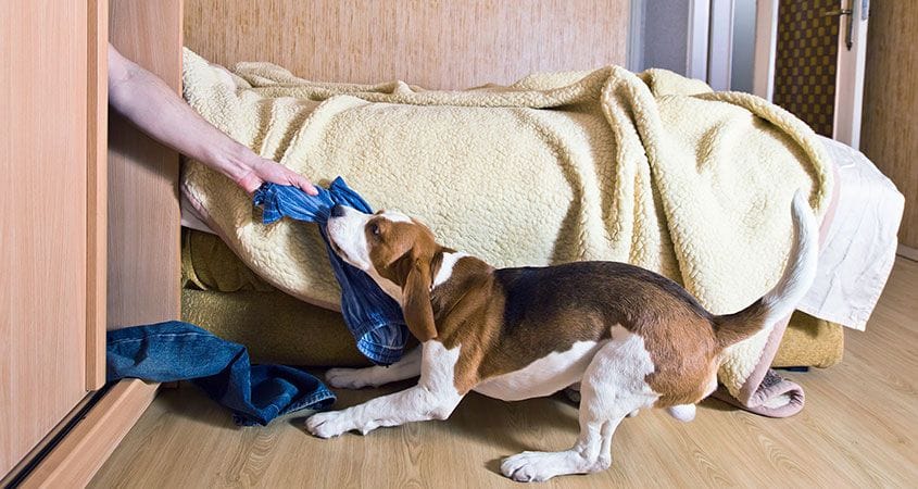 Majitelia psov by mali byť opatrní. Očkovanie proti besnote je potrebné v rôznych situáciách, keď ich pes uhryzne alebo poškriabe. 3