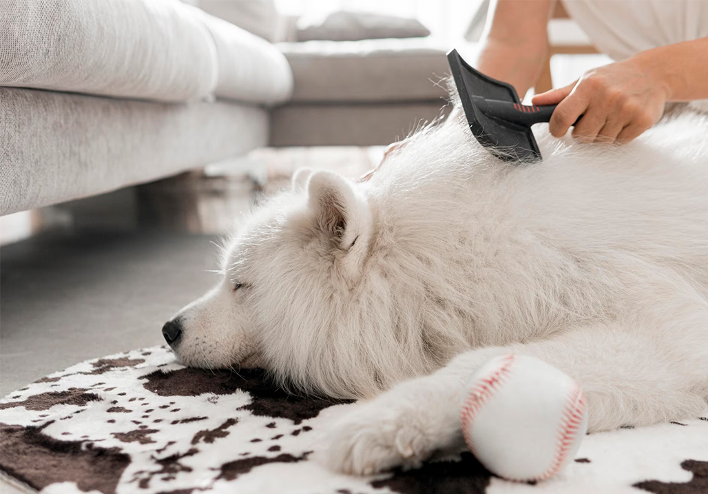Aké šťastie im prinesie, keď sa rozhodnú vychovávať samojeda? S akými ťažkosťami sa stretnú? 6
