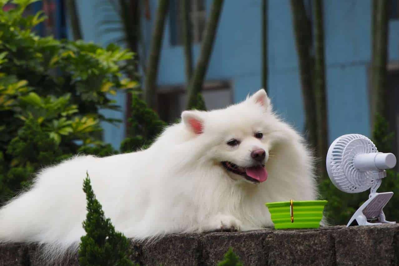 Aké šťastie im prinesie, keď sa rozhodnú vychovávať samojeda? S akými ťažkosťami sa stretnú? 10