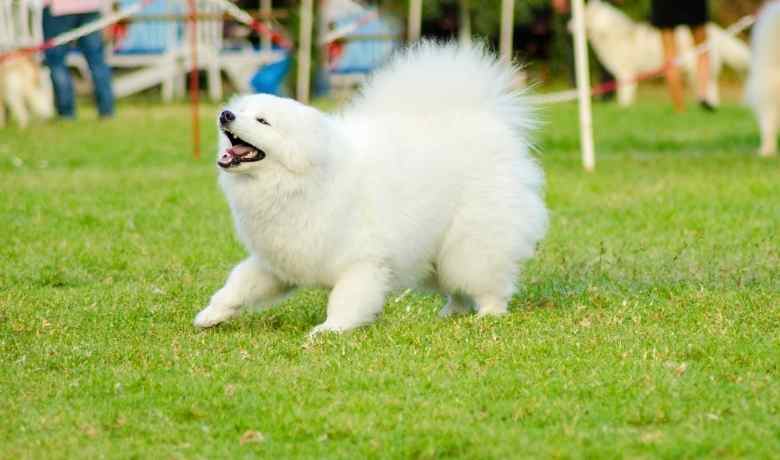 Aké šťastie im prinesie, keď sa rozhodnú vychovávať samojeda? S akými ťažkosťami sa stretnú? 11