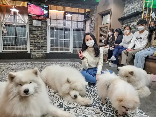 Aké šťastie im prinesie, keď sa rozhodnú vychovávať samojeda? S akými ťažkosťami sa stretnú? 4