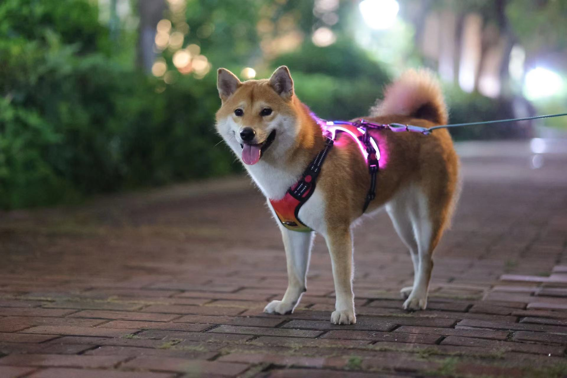 Vad lägger kunderna mest vikt vid när de köper en hundsele? 4