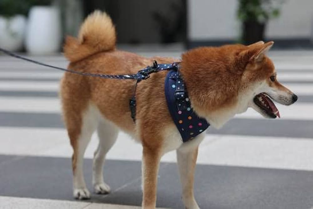 Vad lägger kunderna mest vikt vid när de köper en hundsele? 5