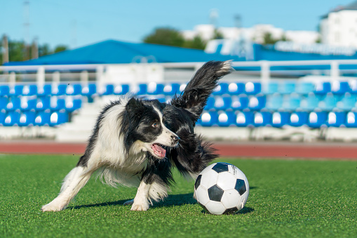 Vilka är de fem mest populära hundraserna i Australien? 5