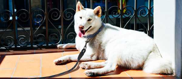 Quelles sont les trois races de chats et les trois races de chiens les plus populaires au Japon ? 5