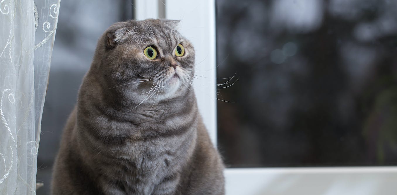 Quelles sont les trois races de chats et les trois races de chiens les plus populaires en Corée ? 3