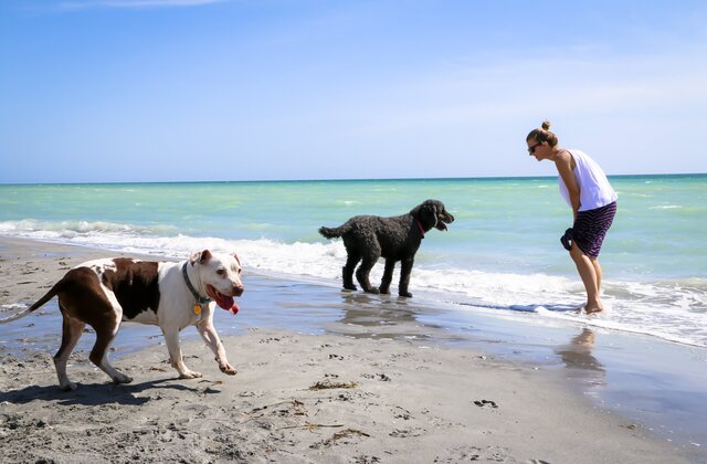 Milyen romantikus dolgokat csinálhatunk a háziállatainkkal? 7