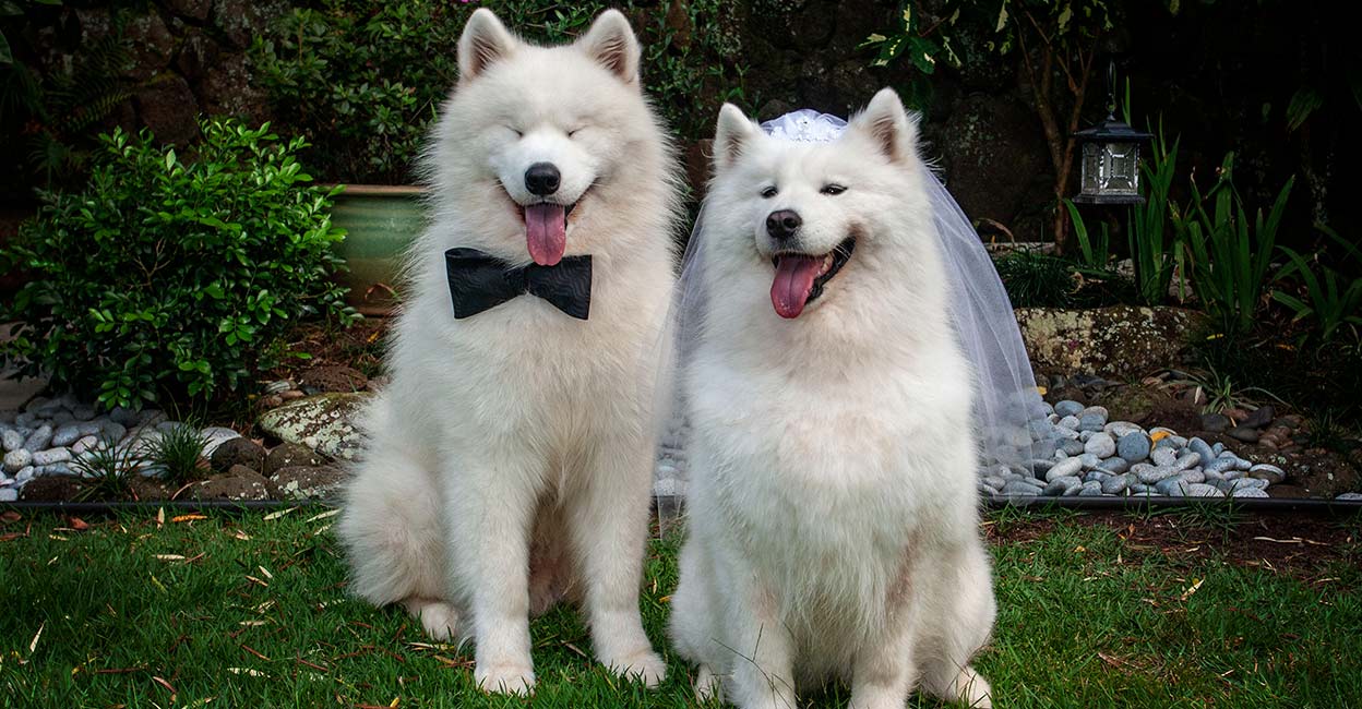 Milyen romantikus dolgokat csinálhatunk a háziállatainkkal? 10