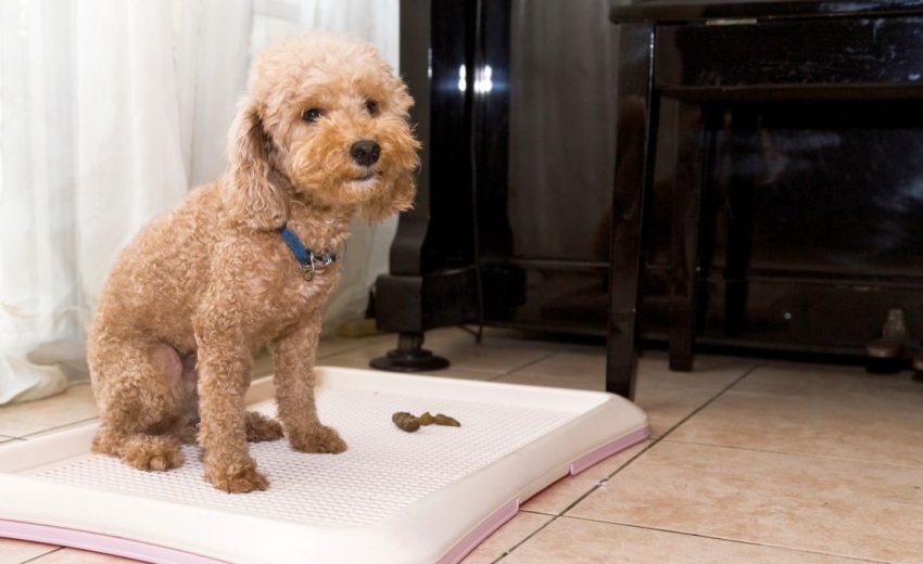 Quels sont les aspects les plus frustrants de la possession d'un chien ? 2