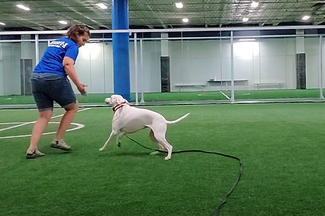 Quels sont les aspects les plus frustrants de la possession d'un chien ? 9