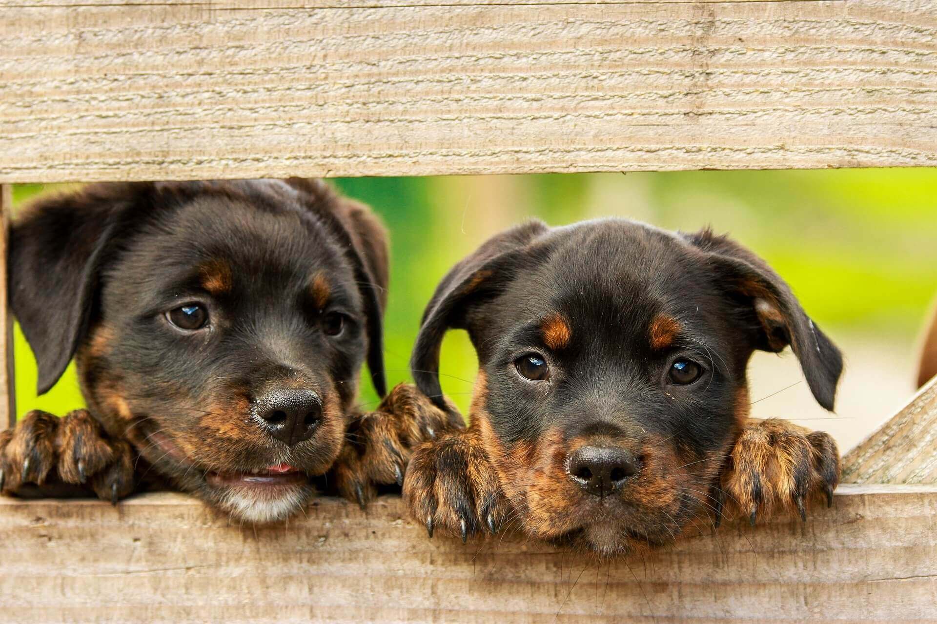 Que pouvons-nous faire pour assurer la bonne croissance des chiots nouveau-nés ? 8