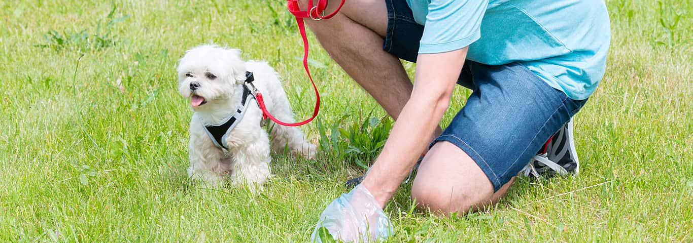 Que pouvons-nous faire pour assurer la bonne croissance des chiots nouveau-nés ? 4