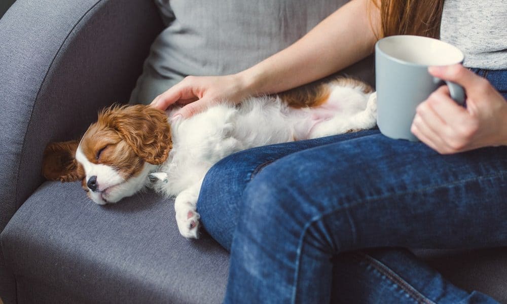 Quels sont les facteurs à prendre en compte pour être satisfait de l'éducation d'un chiot ? 7