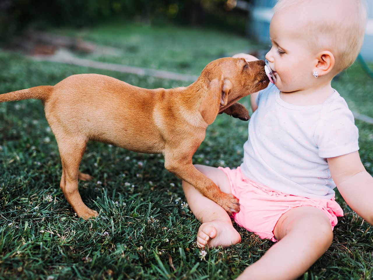 Quels sont les facteurs à prendre en compte pour être satisfait de l'éducation d'un chiot ? 6
