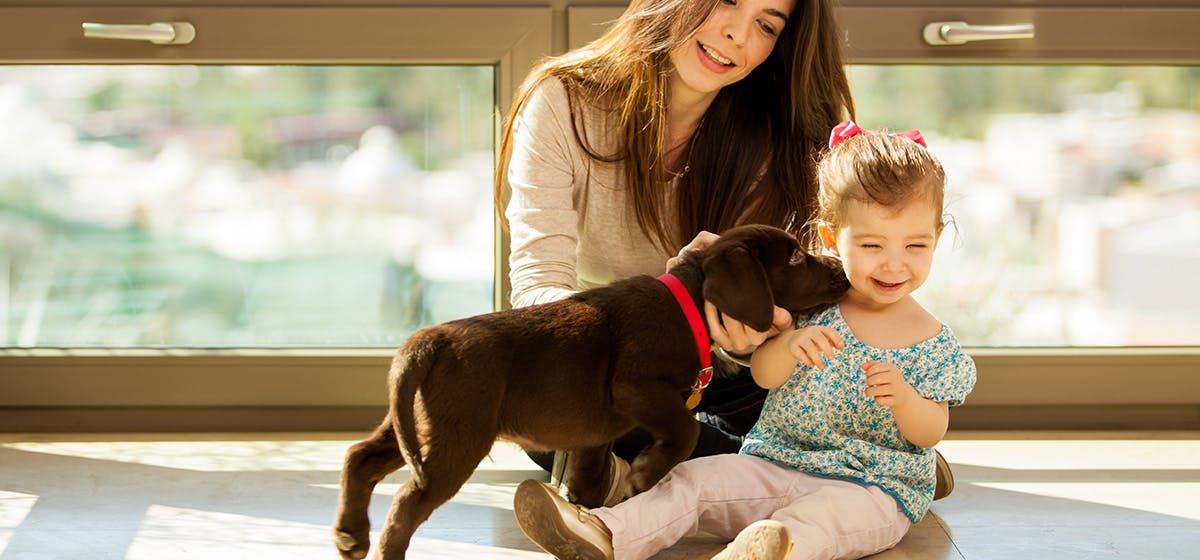 Quels sont les facteurs à prendre en compte pour être satisfait de l'éducation d'un chiot ? 10