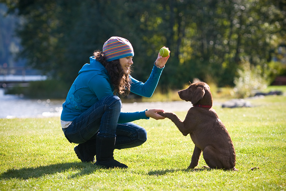 Quels sont les facteurs à prendre en compte pour être satisfait de l'éducation d'un chiot ? 3