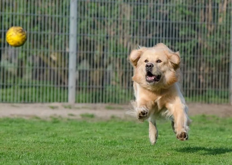 Avantages et inconvénients de posséder un Golden Retriever 1
