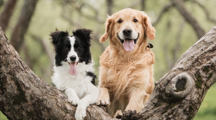Avantages et inconvénients de posséder un Golden Retriever 4