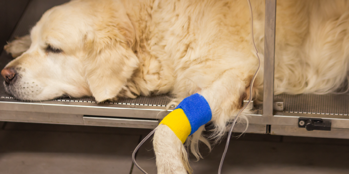 Avantages et inconvénients de posséder un Golden Retriever 7