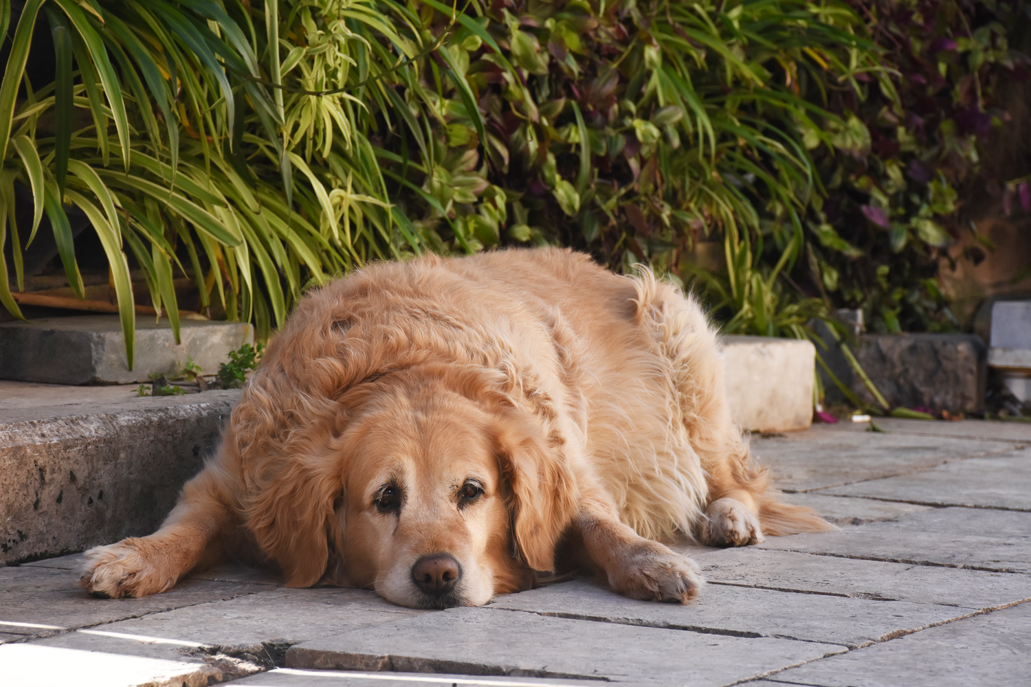 Avantages et inconvénients de posséder un Golden Retriever 8