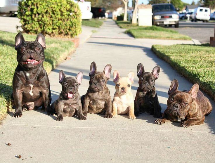 Fordele og ulemper ved at holde en fransk bulldog 1