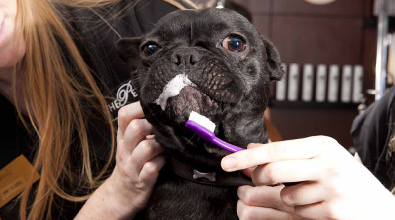 Fordele og ulemper ved at holde en fransk bulldog 4