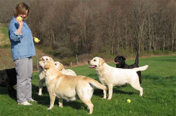 Vantagens e desvantagens de se ter um Labrador. 3