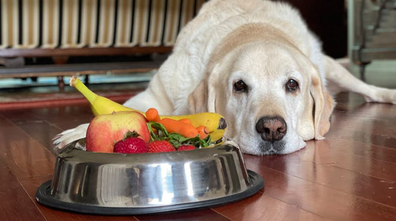 Vantagens e desvantagens de se ter um Labrador. 5