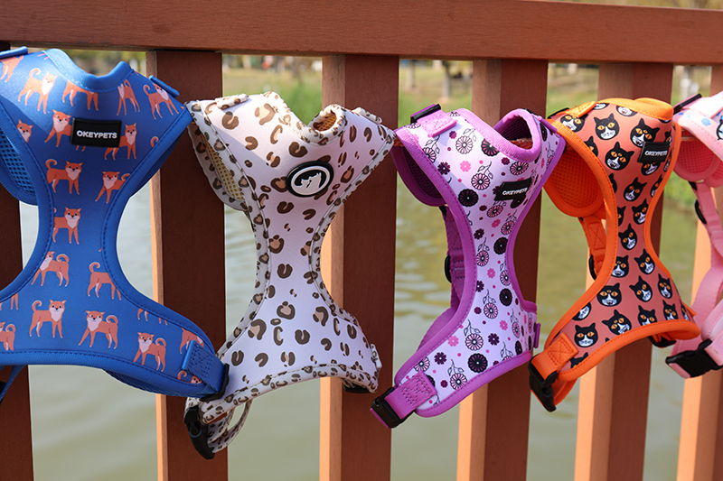 Colliers ou harnais pour chiens : lequel est le meilleur pour votre chien ? 3