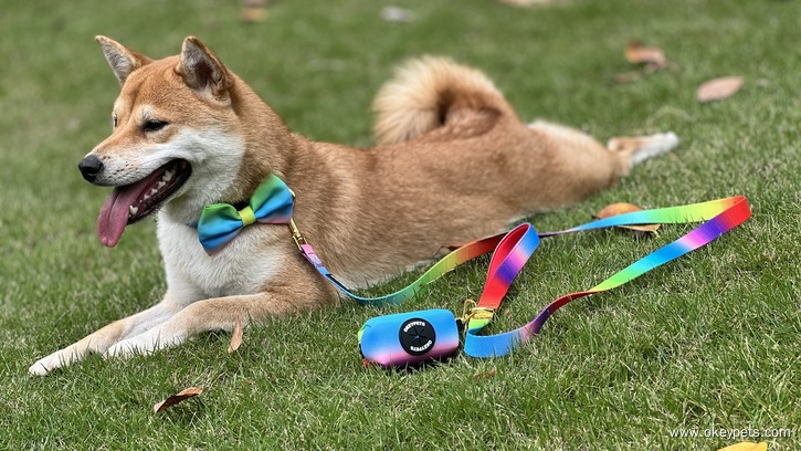 Colliers ou harnais pour chiens : lequel est le meilleur pour votre chien ? 10