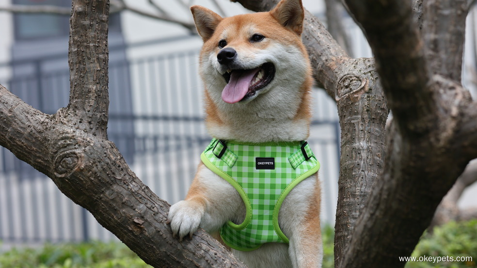 Colliers ou harnais pour chiens : lequel est le meilleur pour votre chien ? 8