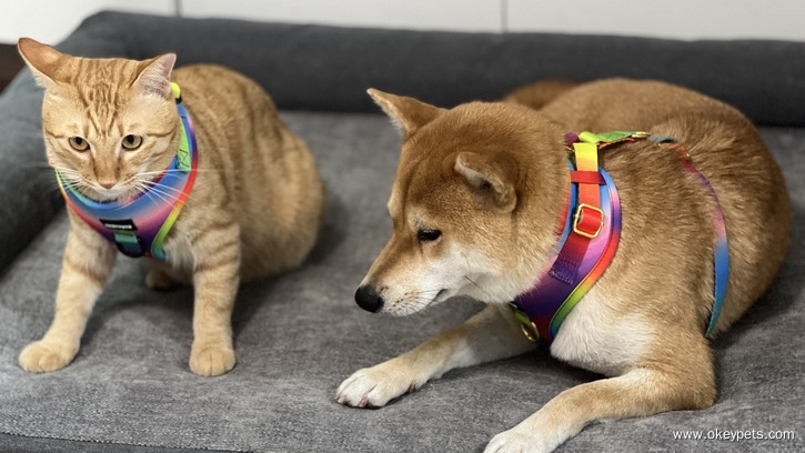 Colliers ou harnais pour chiens : lequel est le meilleur pour votre chien ? 9