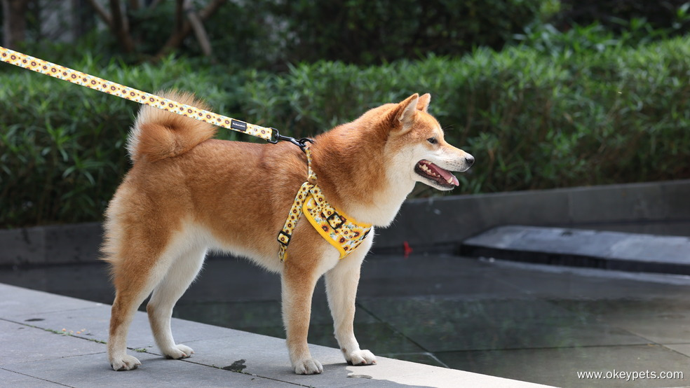 Colliers ou harnais pour chiens : lequel est le meilleur pour votre chien ? 5