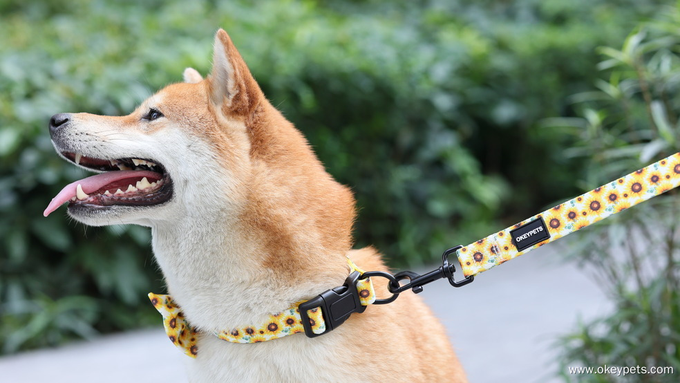 Colliers ou harnais pour chiens : lequel est le meilleur pour votre chien ? 4