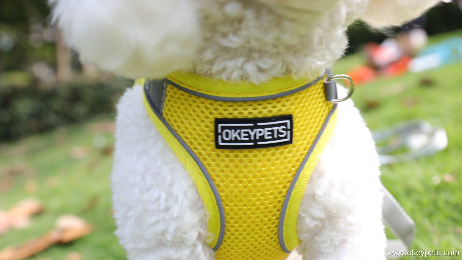 Colliers ou harnais pour chiens : lequel est le meilleur pour votre chien ? 7