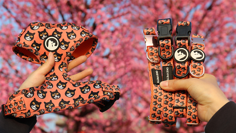 Colliers ou harnais pour chiens : lequel est le meilleur pour votre chien ? 1