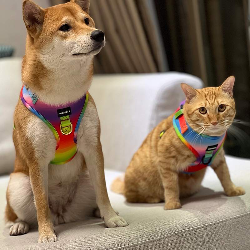 Mon chien peut-il porter un harnais au lieu d'un collier ? - OKEYPETS 3