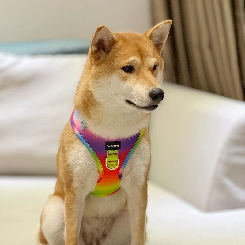 Mon chien peut-il porter un harnais au lieu d'un collier ? - OKEYPETS 5