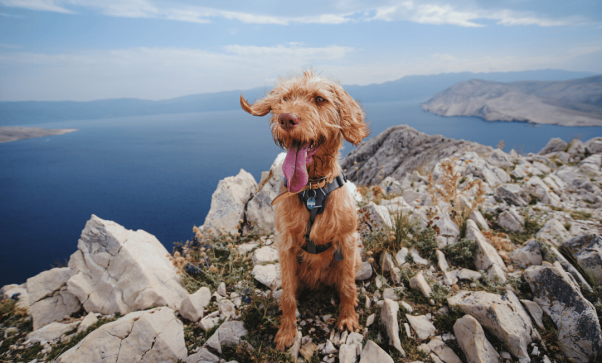 What Is a Dog Harness Used for? Types of Dog Harnesses 2