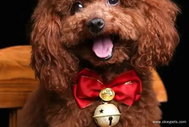 Ikke kjøp disse 5 tingene når du oppdrar hund! 3