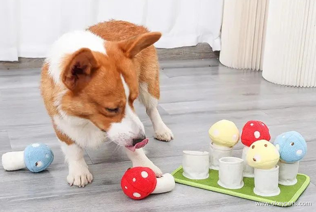 Ikke kjøp disse 5 tingene når du oppdrar hund! 1