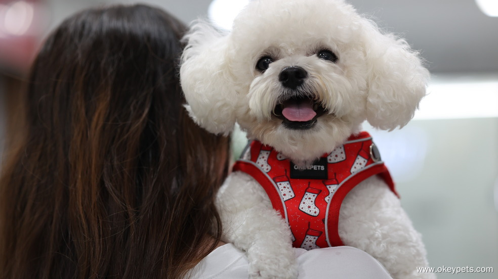 Quel type de laisse pour chien est le mieux adapté ? 5