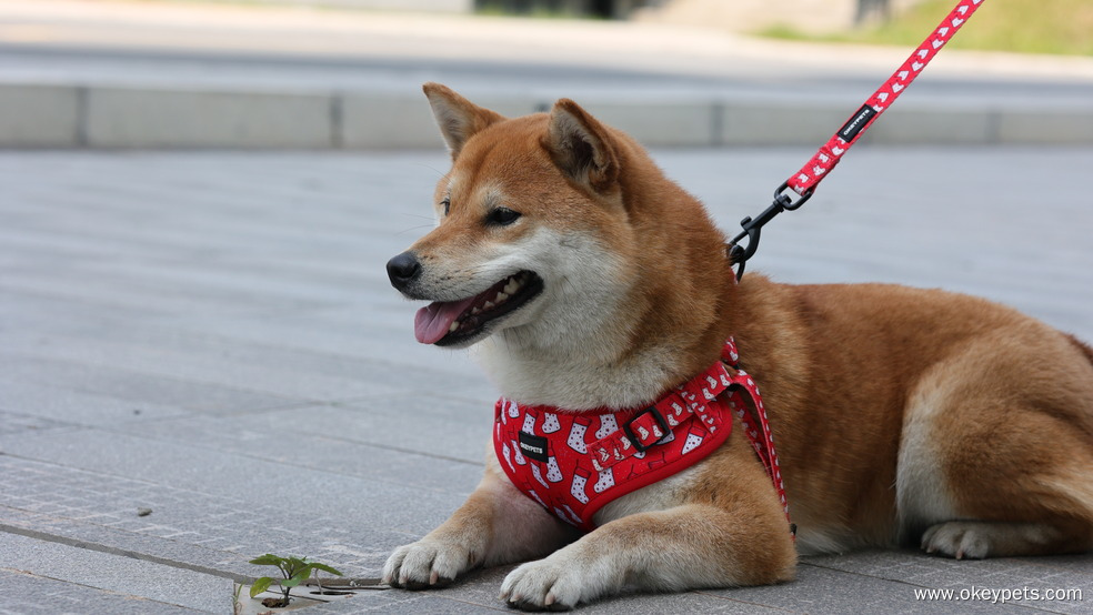 Quel type de laisse pour chien est le mieux adapté ? 1